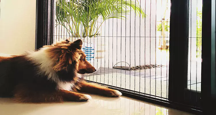 Sliding Screen Pet Door Repair in Lauderhill, FL