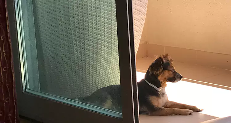 French Door Pet Screen Repair in Lauderhill, FL